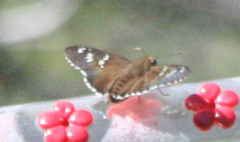 Apyrrothrix araxes