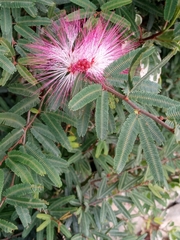 Calliandra selloi