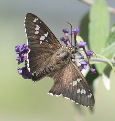 Apyrrothrix araxes