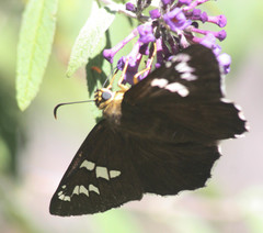 Apyrrothrix araxes