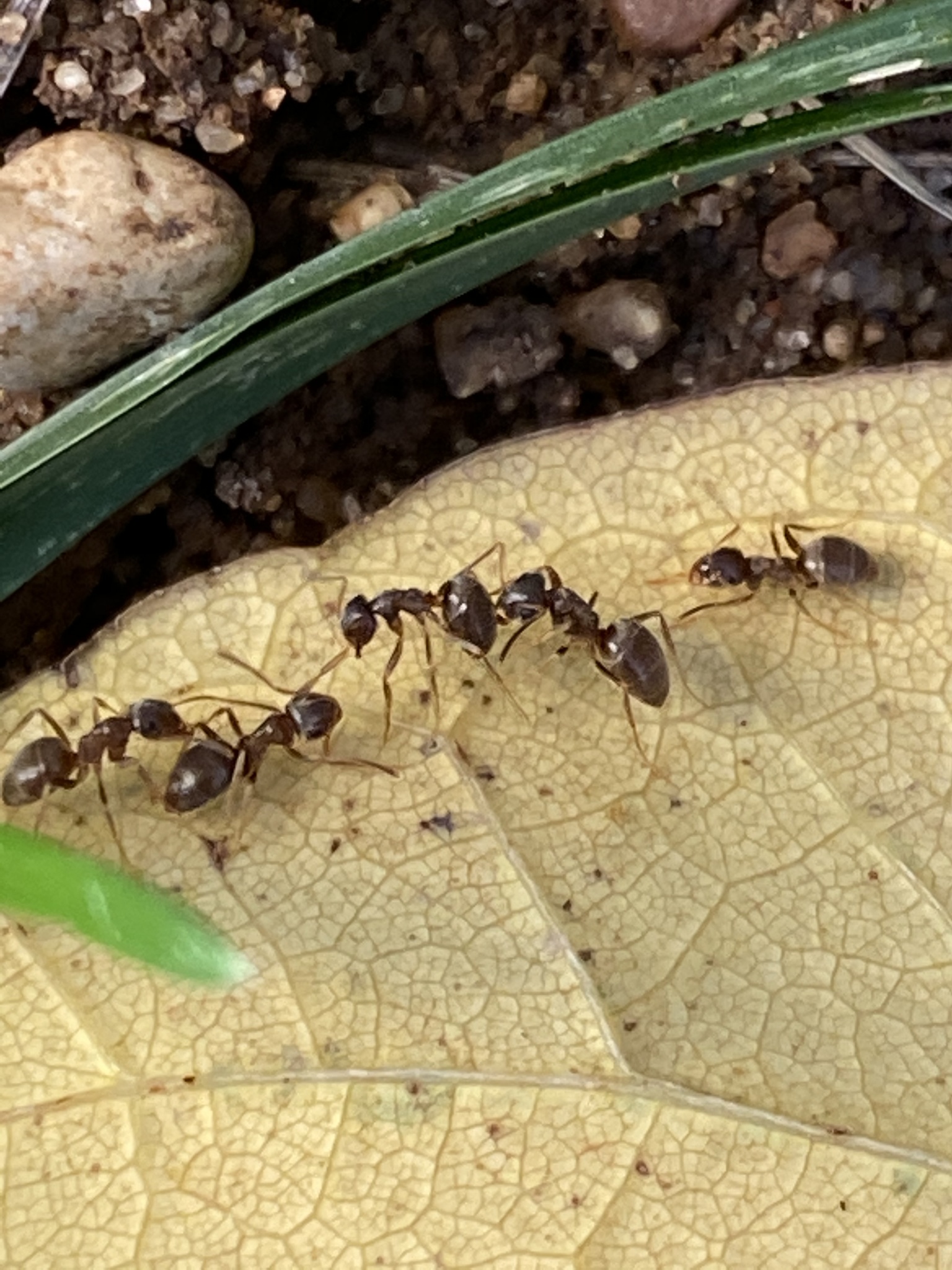 Lasius neoniger