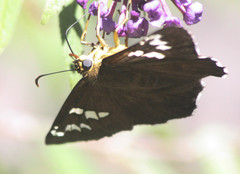 Apyrrothrix araxes