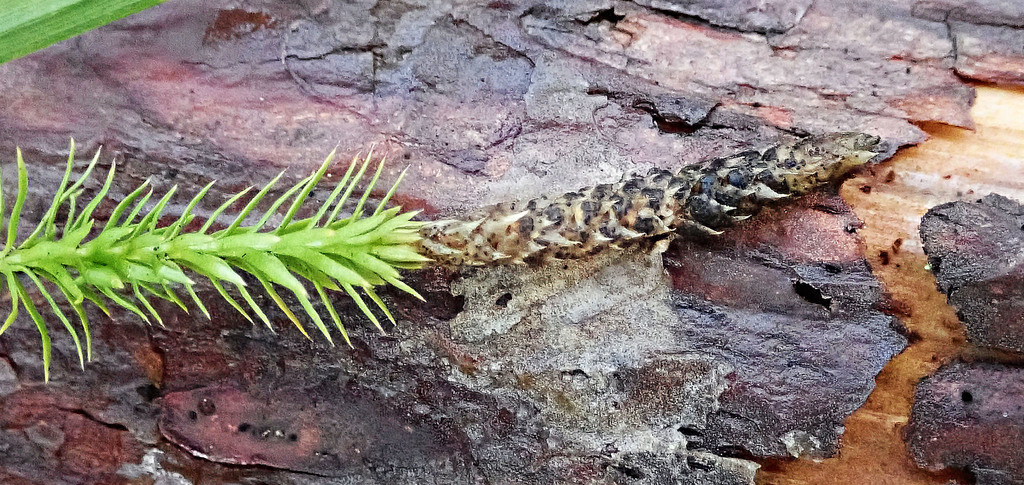 Phaeosphaeria lycopodina