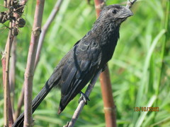 Crotophaga sulcirostris