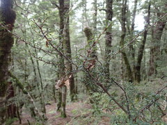 Coprosma pseudocuneata