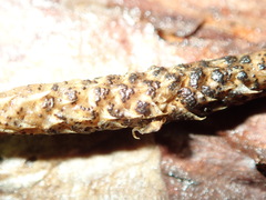 Phaeosphaeria lycopodina