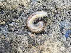 Cylindroiulus