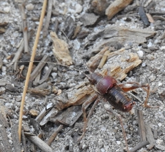 Phymonotus jacintotopos