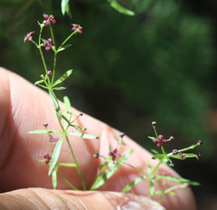 Galium wrightii