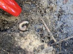Cylindroiulus