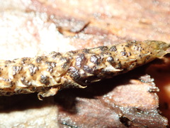 Phaeosphaeria lycopodina