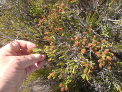 Passerina galpinii