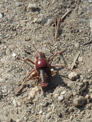 Phymonotus jacintotopos
