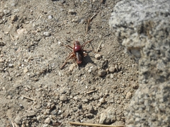 Phymonotus jacintotopos