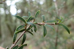 Coprosma pseudocuneata
