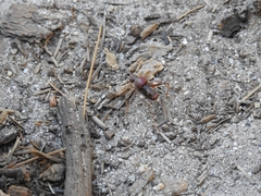 Phymonotus jacintotopos