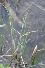 Carex heleonastes