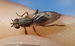 Pherbellia cinerella