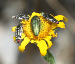 Acmaeodera resplendens