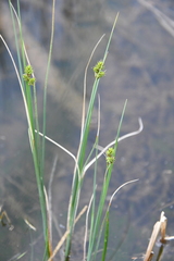 Carex heleonastes