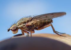 Pherbellia cinerella