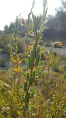 Oenothera jamesii