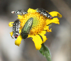 Acmaeodera resplendens