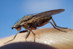 Pherbellia cinerella