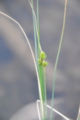 Carex heleonastes