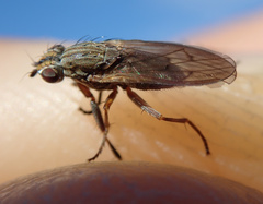 Pherbellia cinerella