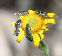 Acmaeodera amabilis