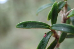 Coprosma pseudocuneata