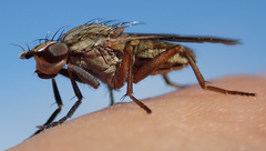 Pherbellia cinerella