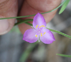 Tradescantia