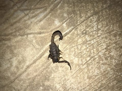 Hottentotta hottentotta