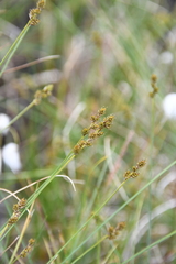 Carex heleonastes
