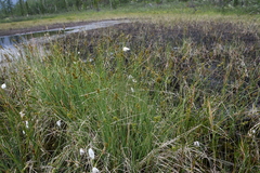 Carex heleonastes