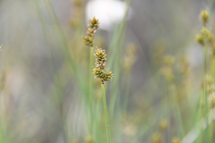 Carex heleonastes
