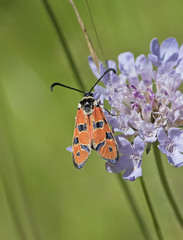 Zygaena hilaris