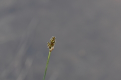 Carex heleonastes