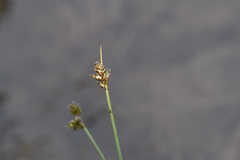 Carex heleonastes