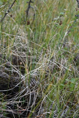 Carex heleonastes
