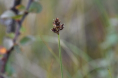 Carex heleonastes