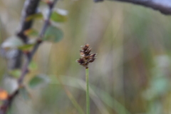 Carex heleonastes