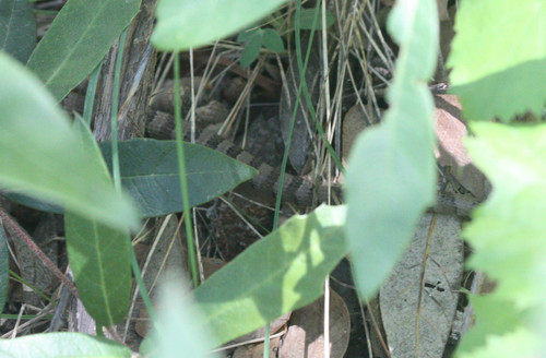 Elgaria kingii