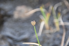 Carex holostoma