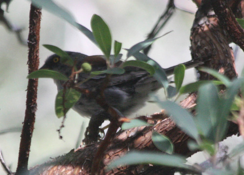 Junco phaeonotus