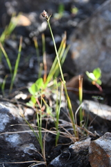 Carex holostoma