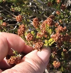 Passerina galpinii