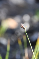 Carex holostoma